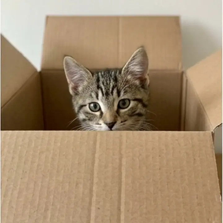 Un chaton tigré dans un carton