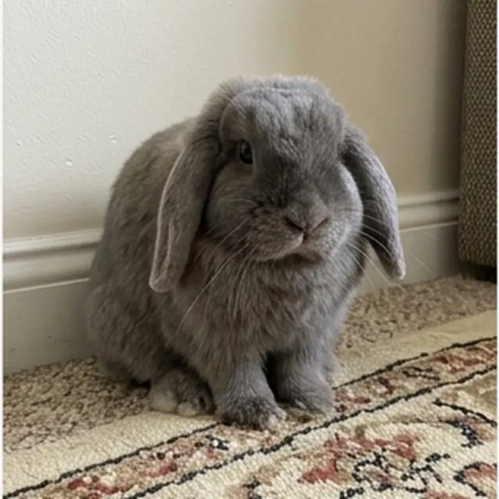 Un lapin bélier gris sur un tapis