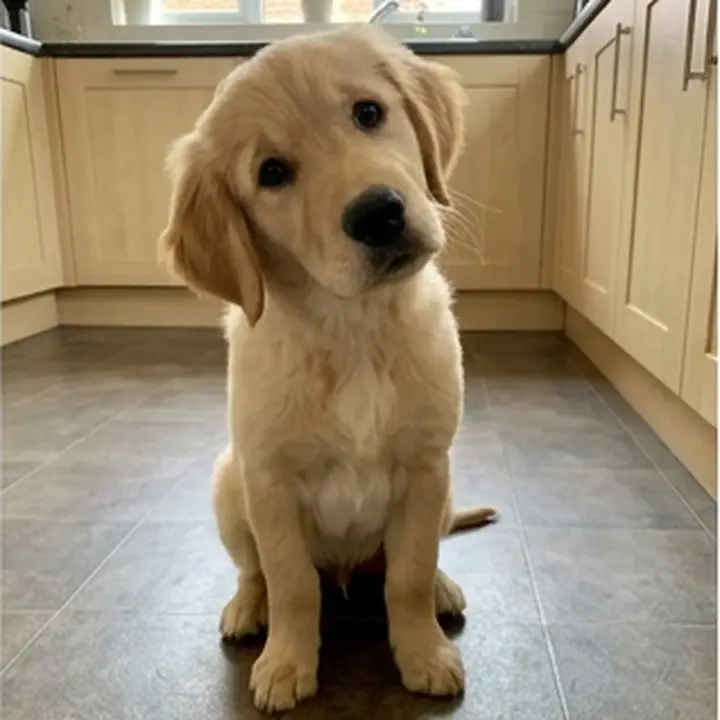 Un chiot golden dans une cuisine