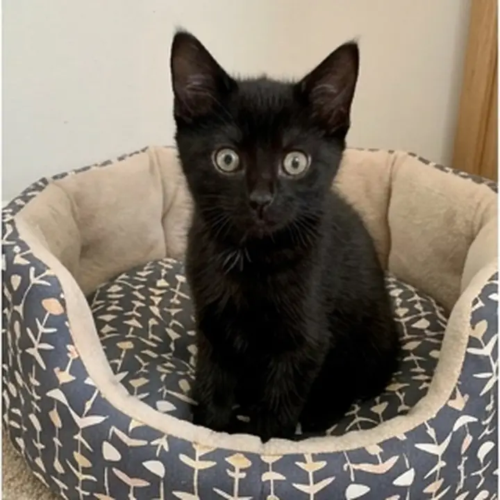 Un chaton noir dans son panier