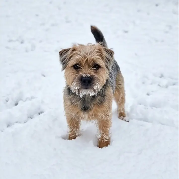 Un petit chien dans la neige