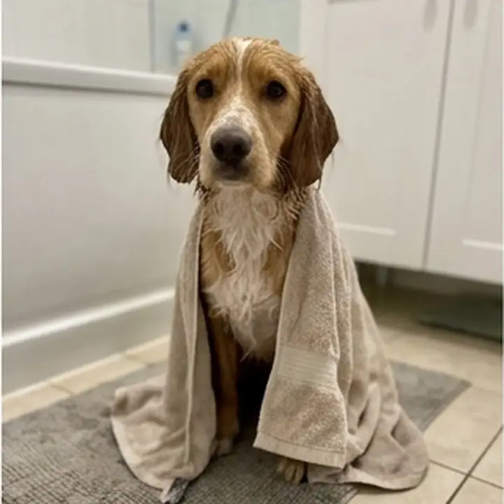 Un chien roux après le bain