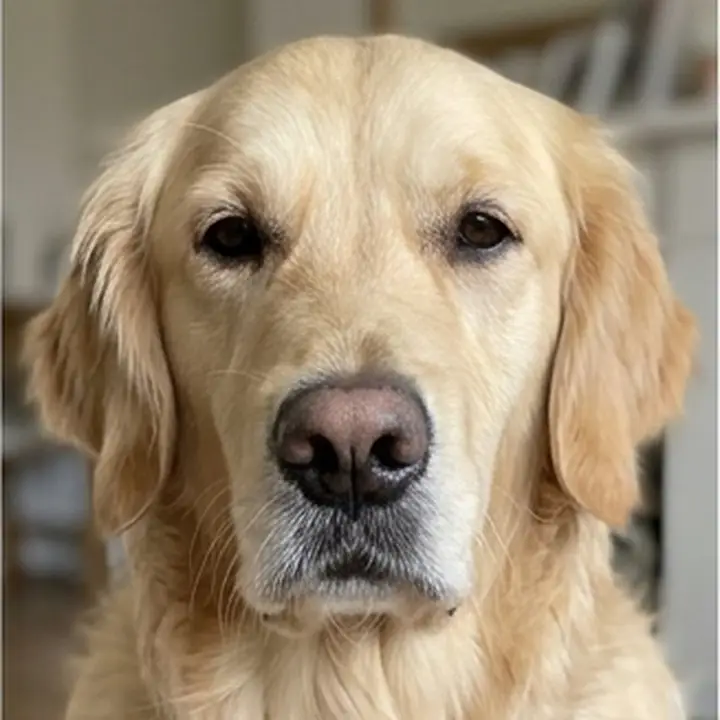 Un golden retriever de face