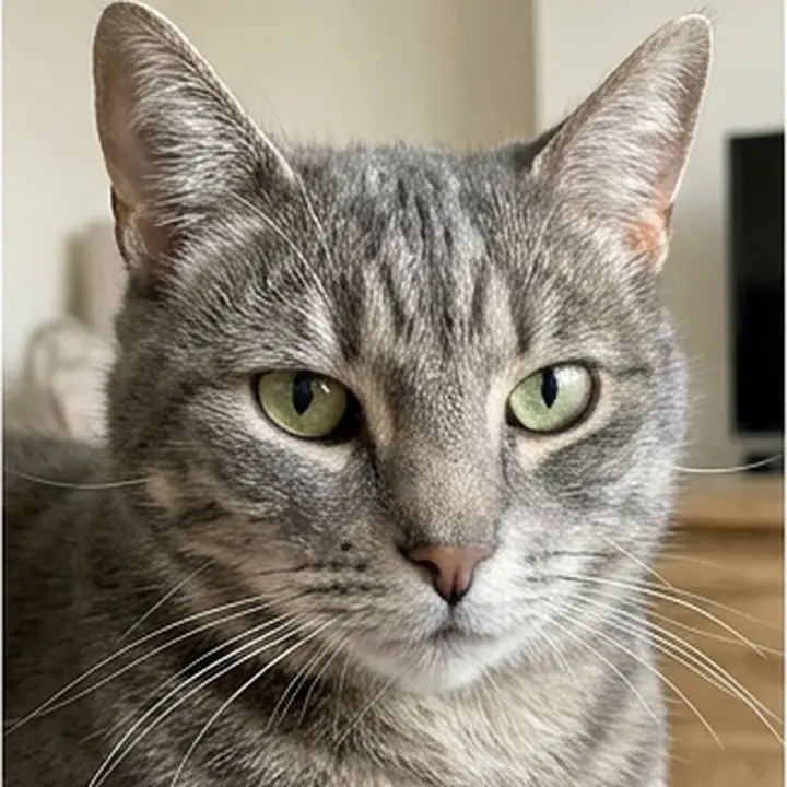 Un chat gris tigré
