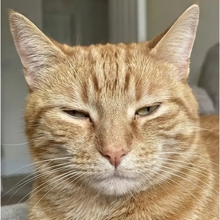 Un chat roux qui plisse les yeux